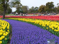 Tulips Kiso Sansen Park