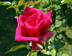 Rose Red Flower garden green