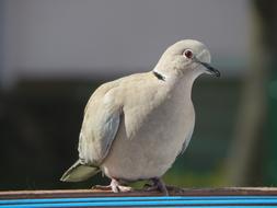 Dove Beak