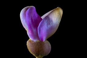 Tie Flower black background