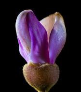 Small Tie Flower Blossom Bloom
