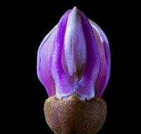 Tie Flower purple white