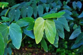 Camel&#39;S Foot Tree Leaf