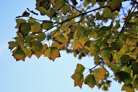 Autumn Leaves Changing