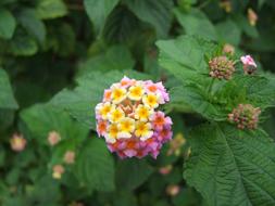 yellow-pink blooming lantana camara, india