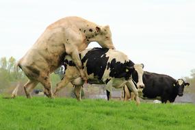 Mating Pairing Cows