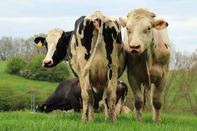 Cows Cattle Agriculture