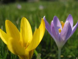 macro photo of yellow and purple crocuses on a blurred background