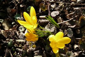 Yellow Spring Crocuses