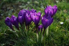 Crocus Flowers Purple Close