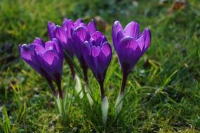 Crocus Flowers Purple Close