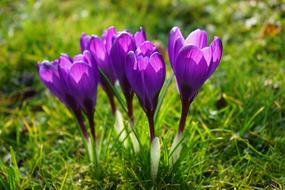 Crocus Flowers Purple Close