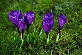 Crocus Flowers Purple Close