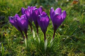Purple Crocus Flowers in nature