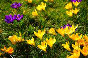 Beautiful, yellow, orange and violet crocus flowers on the green meadow