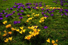 yellow and purple crocuses on green grass