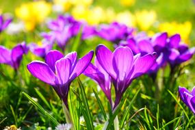 Crocus Flowers at Springtime