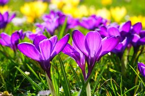 Crocus Flowers Spring violet