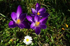 purple crocuses in green grass close up