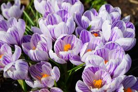 Violet and White striped Crocuses on sunlight