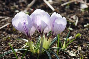 Close-up of the beautiful white and violet crocus flowers with green leaves on the meadow