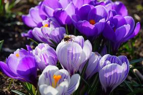 Crocus Violet White flowers