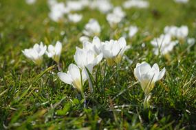 White Crocus flowers on green grass at sunlight