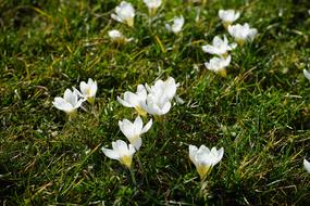 Crocus White Light flowers