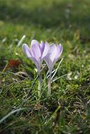 Crocus Light Purple green grass