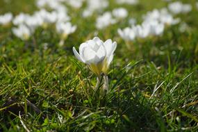 White Crocuses at back Light