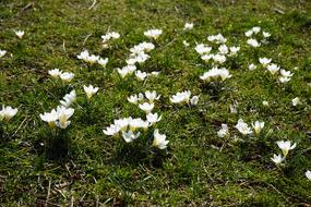 Beautiful, blooming, white crocus flowers, on the green meadow in light