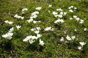 photo of white crocuses on a green meadow