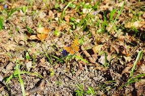 Large Fox Butterfly Nymphalis