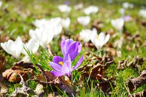 Crocus Flowers Spring white violet