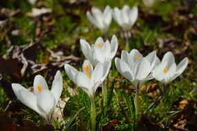 Crocus Flower Spring green grass