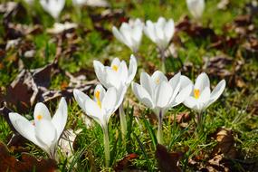 Crocuses, White Flowers on lawn