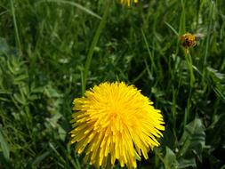 Beautiful, blooming, yellow dandelion flowers, among the green grass, with the bee