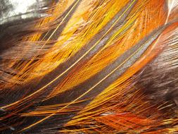 Feather Chicken Orange