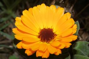 orange amazing Gerbera Flower