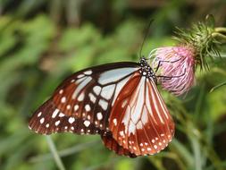 Butterfly Madara Flowers