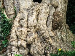 Sycamore Tree Log