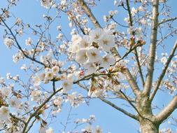 Cherry Blossoms Tree