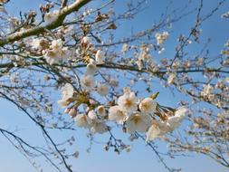 Cherry Blossoms Tree