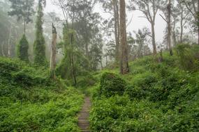 Weeds Path Mist Gum