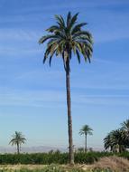 Palm Tree Field