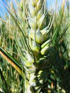 Wheat Grain