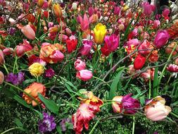 Tefaf Tulips in garden