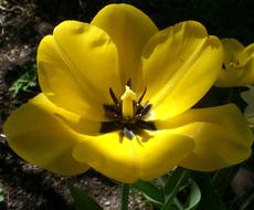 Close-up of the beautiful, yellow tulip flowers in the spring