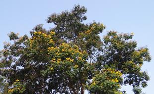 Peltophorum Pterocarpum Copperpod