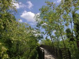 Bridge River Green